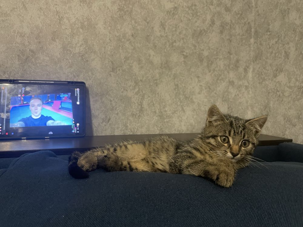 Безкоштовно киця маленьке тигреня котик кошеня безплатно