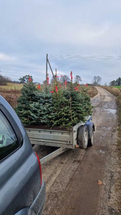 Świerk kłujące serbskie, jodła kaukaska. W donicy formowane 110-140 cm