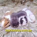 Продаються міні кролики породи "Netherland dwarf rabbit"!