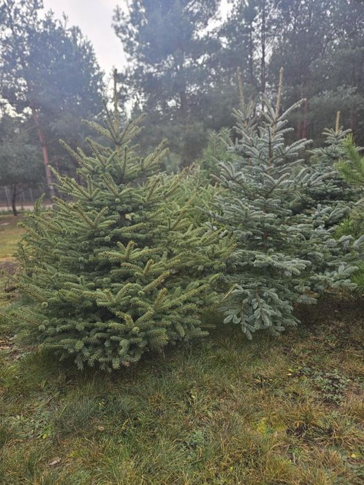 Choinka na święta srebrna sadzonki
