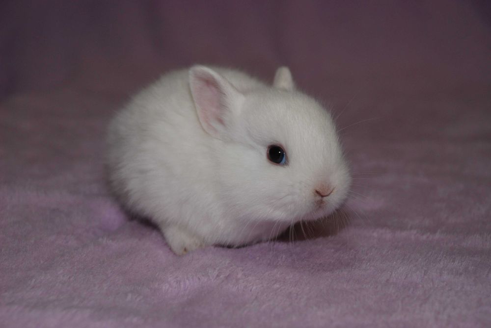 минилоп - мини кролик - крошки крольчата малыши