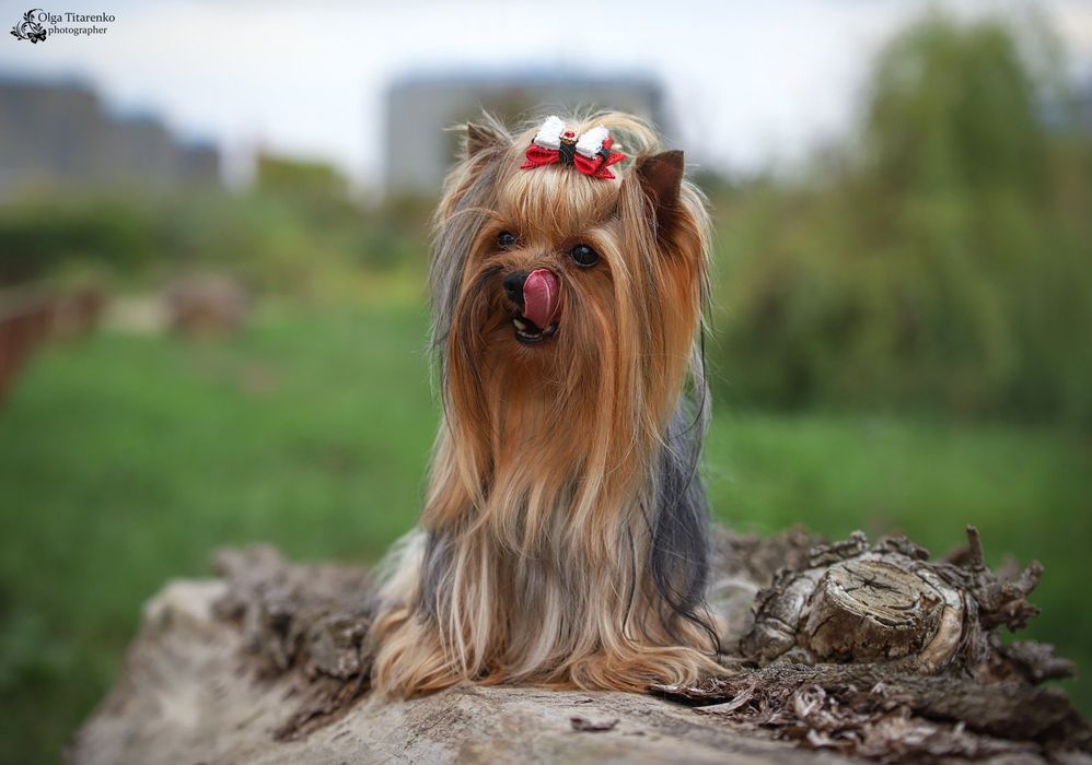 КСУ Кабель для вязки