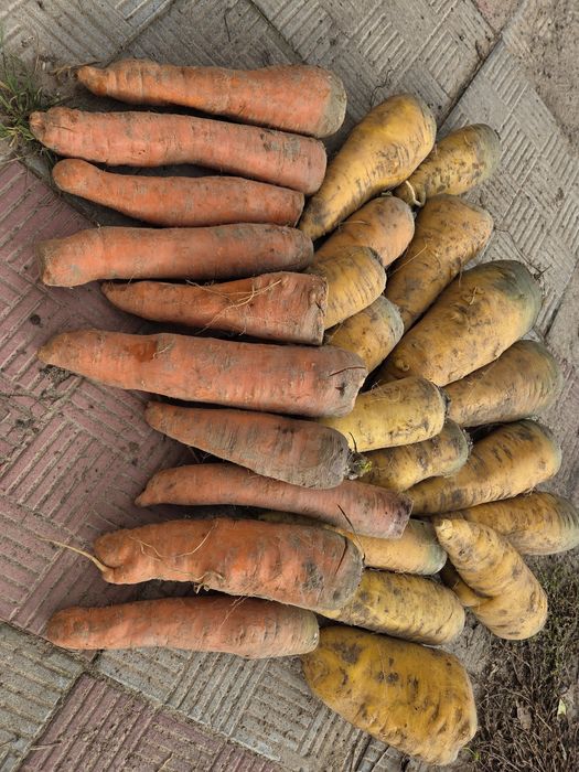 Burak pastewny żółty, marchew pastewna zółta i czerwona