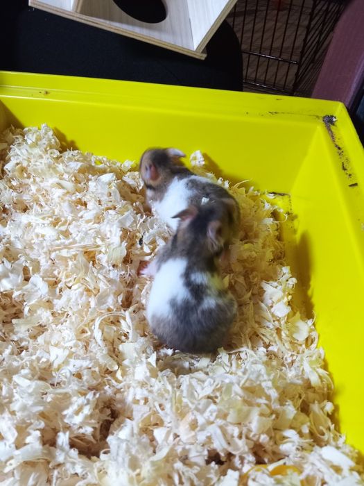 Młode chomiki syryjskie