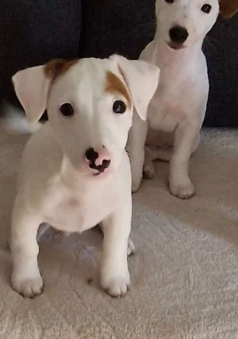 Jack rassel terrier za darmo