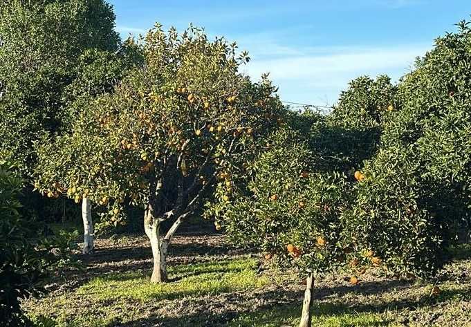 Produção de Pomar de Laranja Biológica