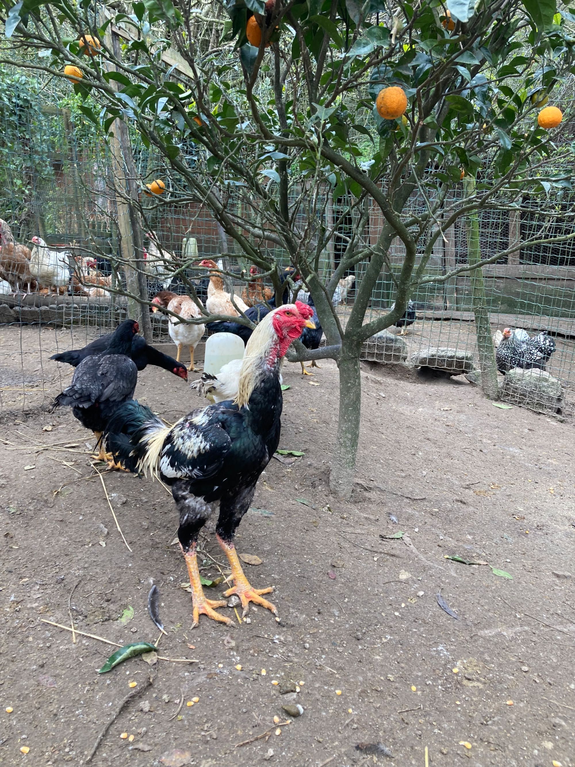 Ovos de galinhas de raça