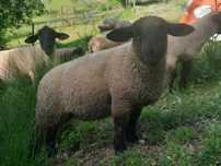 Vendo borregos Suffolk