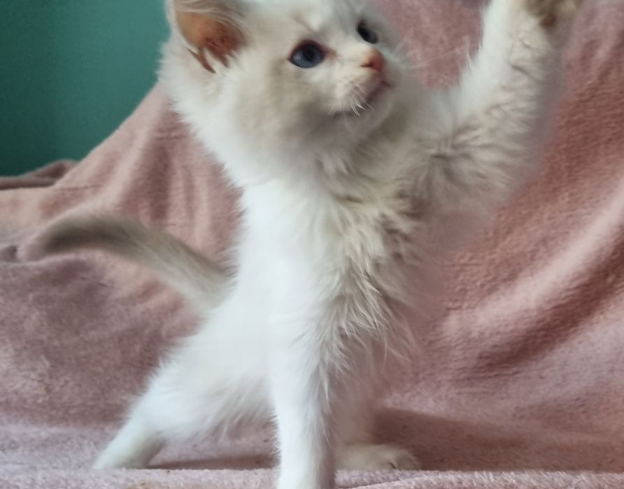 Liliowy Kocurek ragdoll