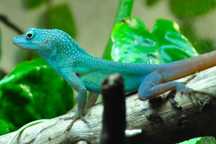 Jaszczurka - Anolis grahami - rarytas