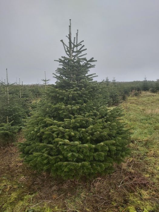 Jodła kaukaska . Hurt !!! Detal !!! Polecam!!!