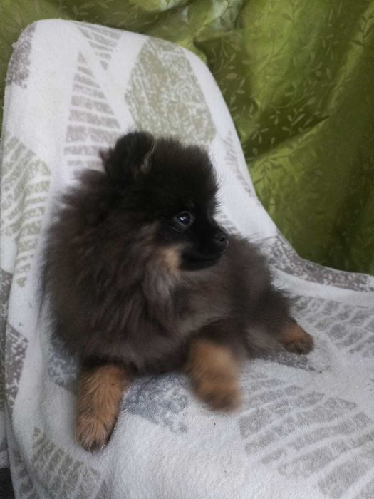 Wzorcowa suczka Małego Szpice Black and tan rodzice FCI