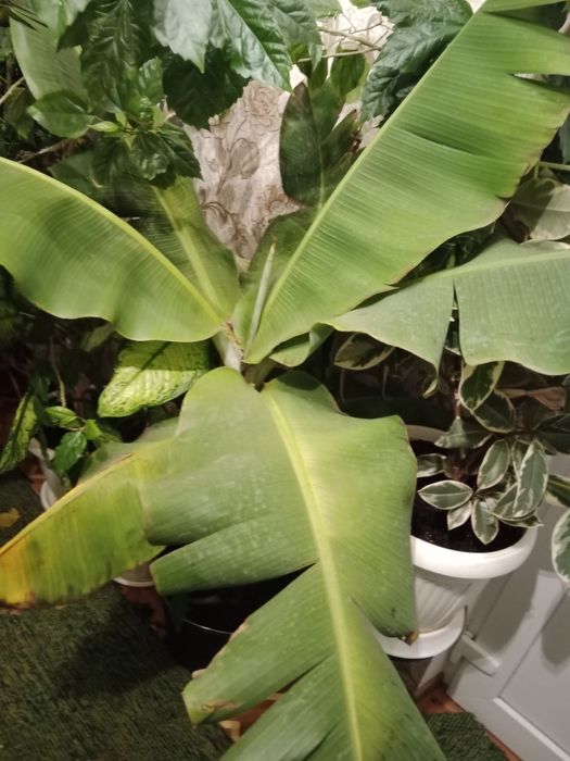 Бананове дерево, сорт Кавендиш та Київський кімнатний