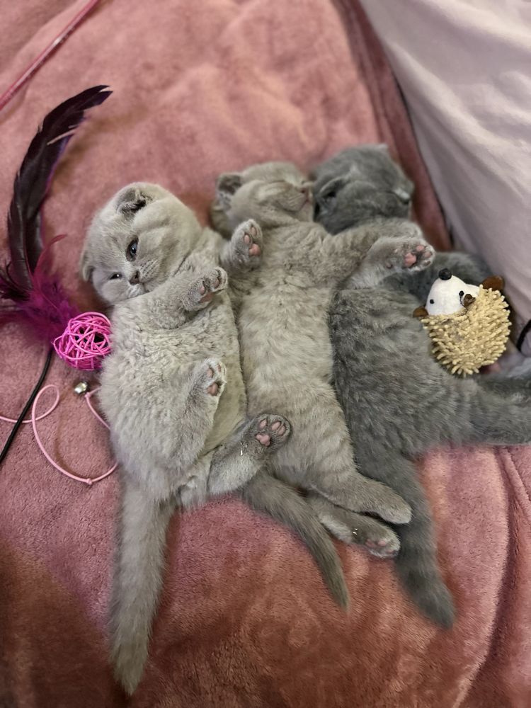 Кошенята шотландські висловухі