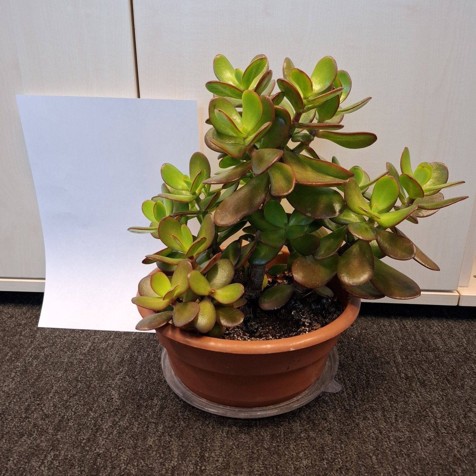 Grubosz, drzewko szczęścia, crassula, pieniążek