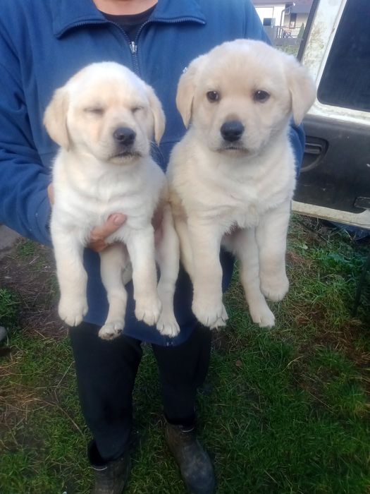 Продам лабрадорів