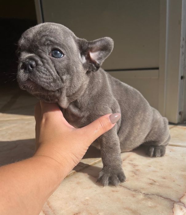 Bulldog francês disponível