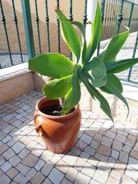 Vaso com Planta Agave