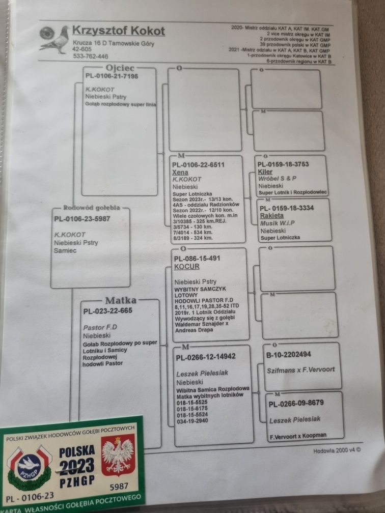 Gołębie pocztowe młode 2025! Krzysztof kokot!