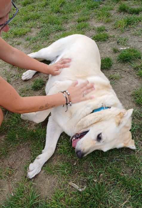 Rezerwacja: Szupi, około 8 letni, w typie labradora, przekochany