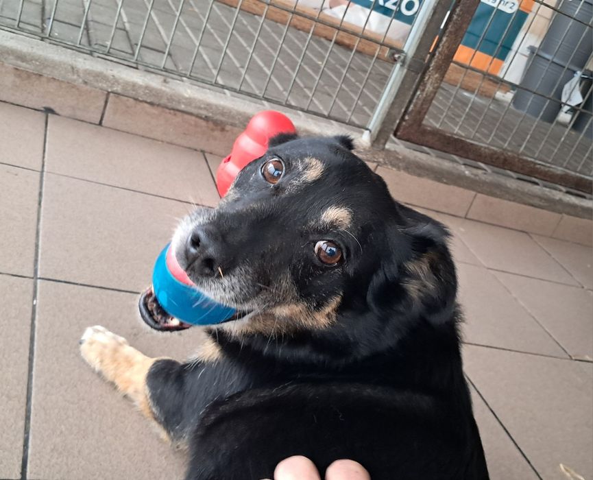 Pimpek, skazany na dożywocie w schronisku