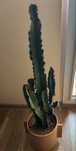 Euphorbia Inges kaktus