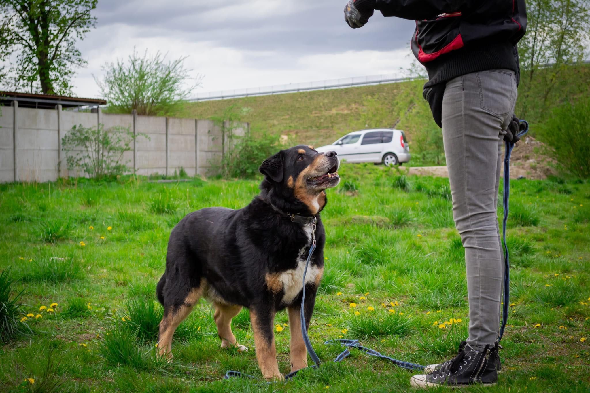 Pies w typie berneński pies pasterski do adopcji!