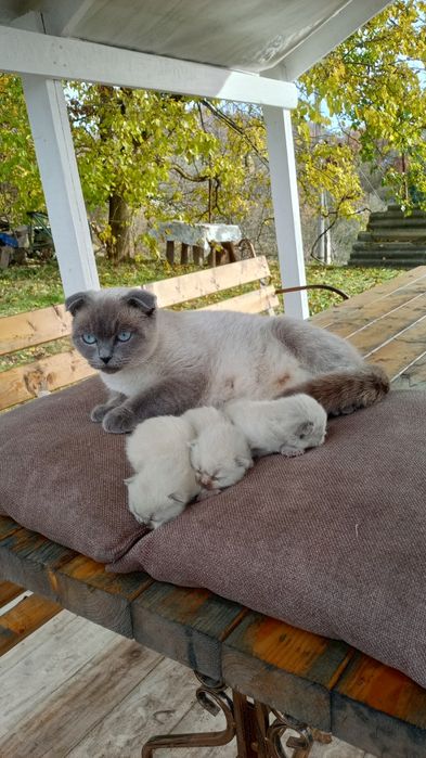 Котята Шотландські весловухі