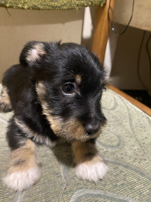 Відам в добрі рукі