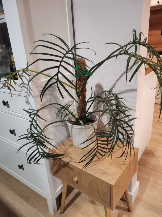 Oddam kwiat filodendron