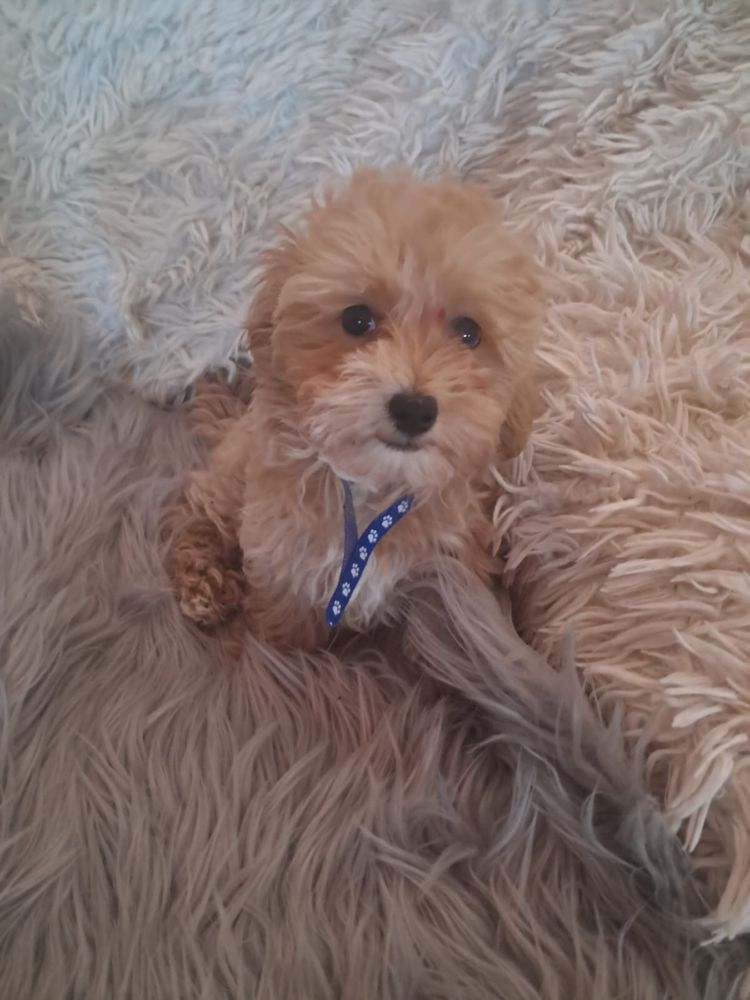 Maltipoo piesek mama maltańczyk tata pudel toy red