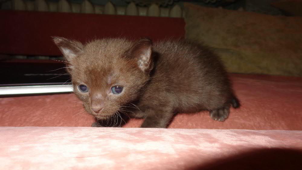 Бурманские котята (бурма)