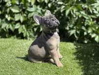 Buldog francuski sunia