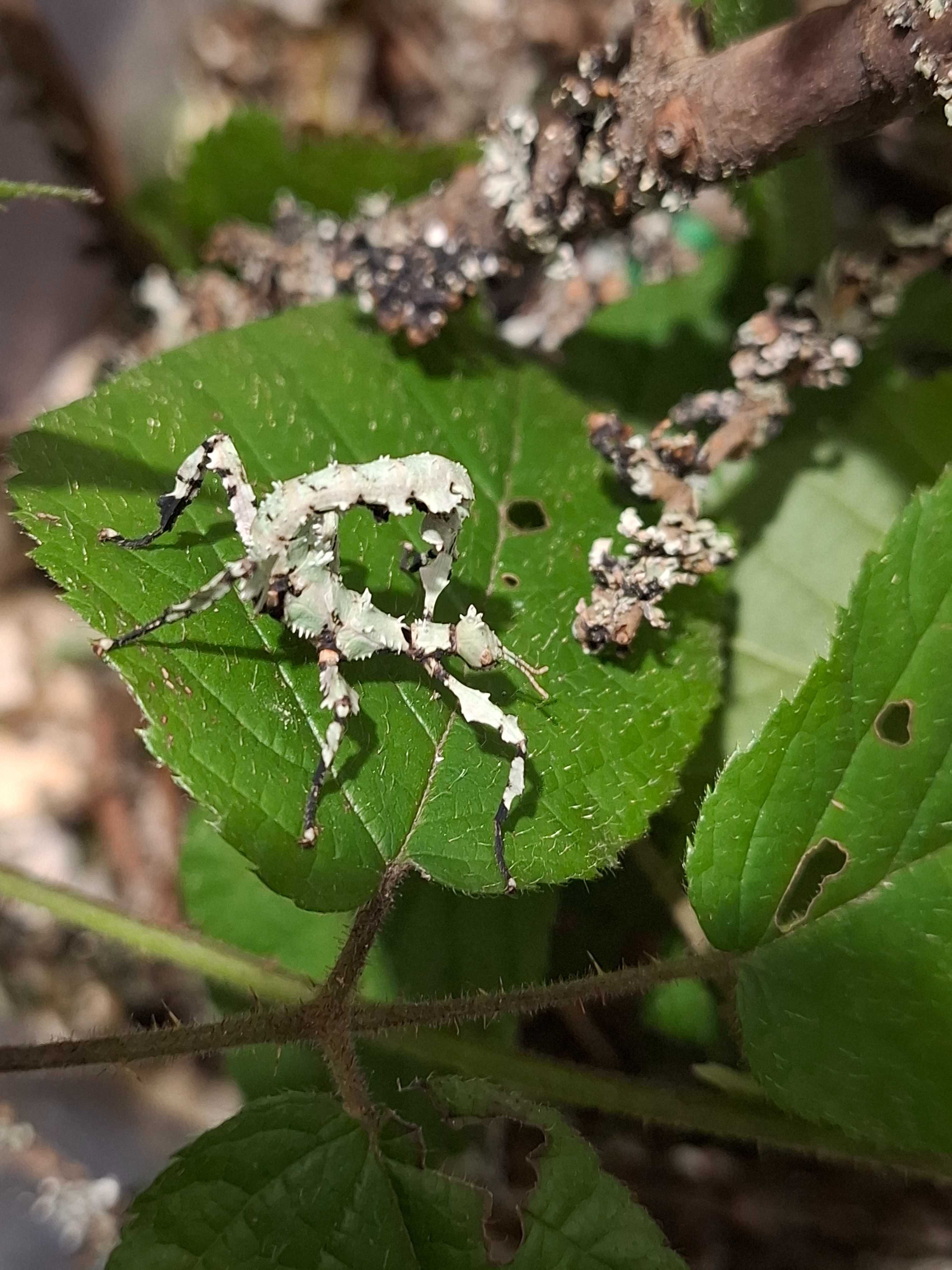 Straszyk australijski Lichen Morph
