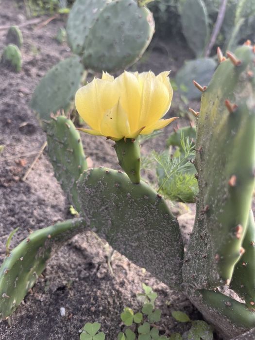 Кактус уличный опунция и саженцы клубники