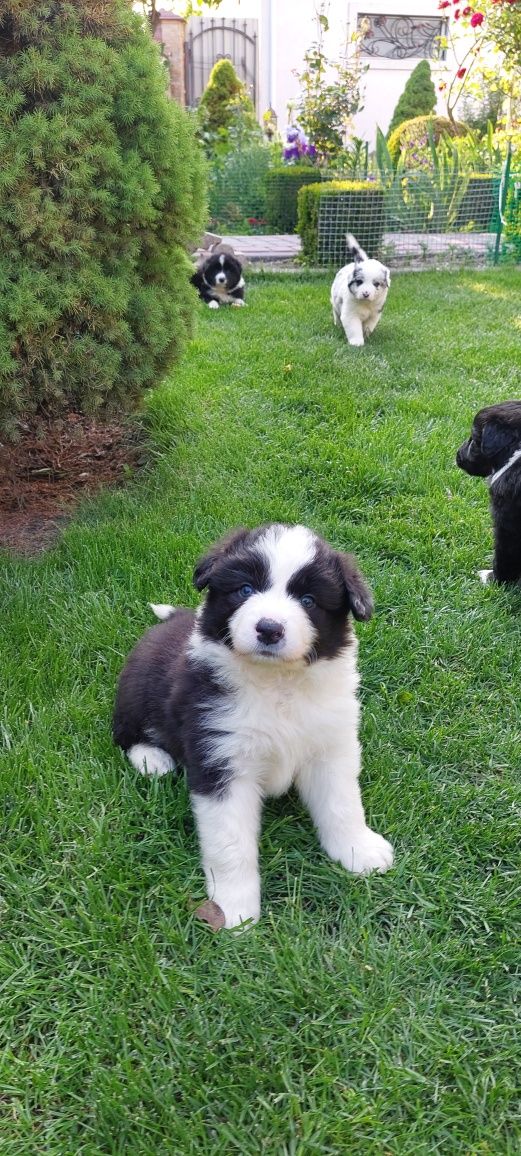 Щенята Бордер коллі border collie