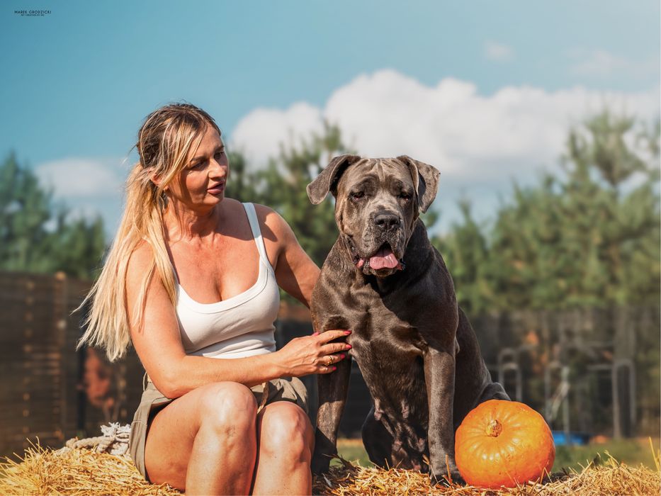 Cane Corso Italiano Bellissima Del Dog House FCI