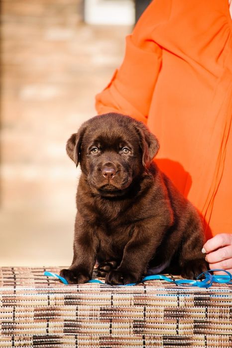 Лабрадор щеня мiсто Чернiвцi