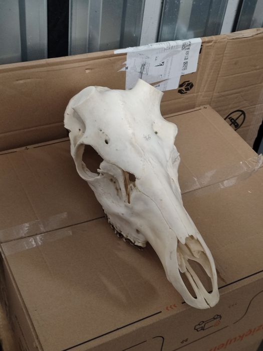 Poroże,Czaszka Jelenia pod zrzuty