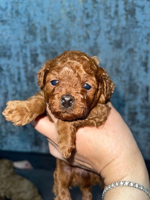 Той пудель Ред Браун міні порода. 2-3 кг.