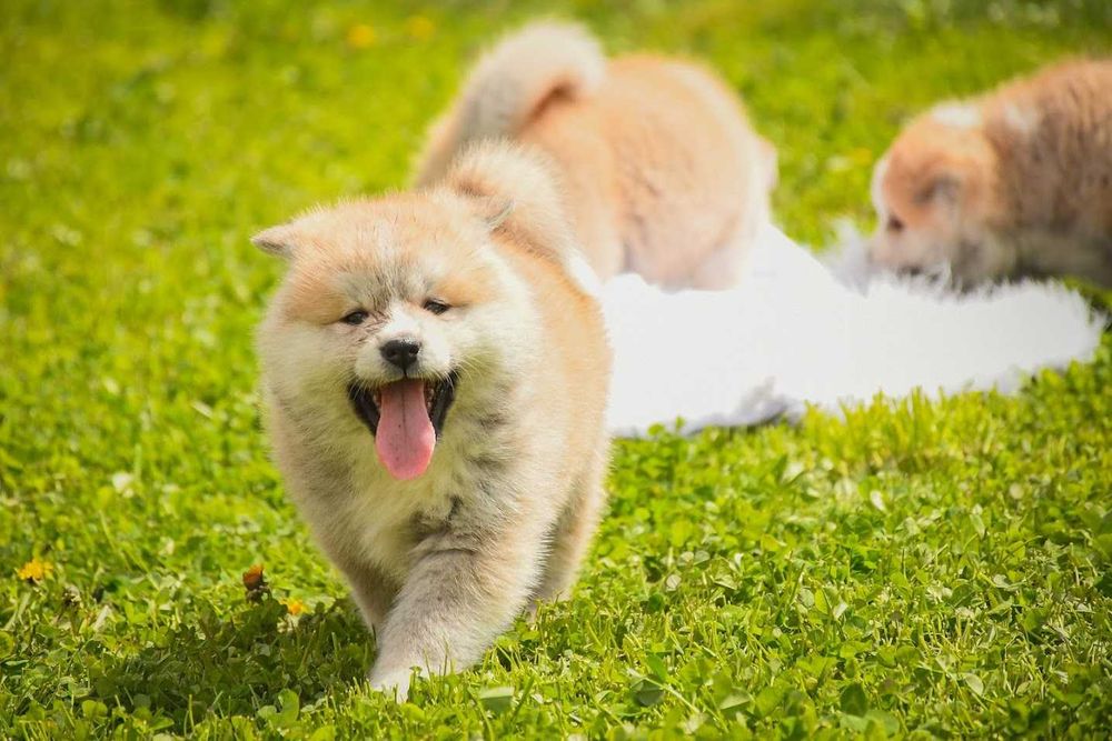 Щенки породы Акита-Ину