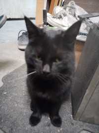 Кот черный домашний дружелюбный мылый