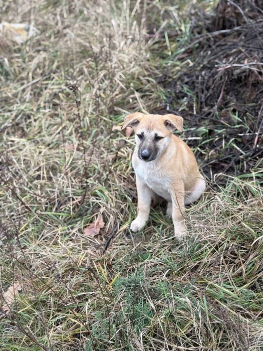 Цуценя в сімʼю!!!малі на вулиці