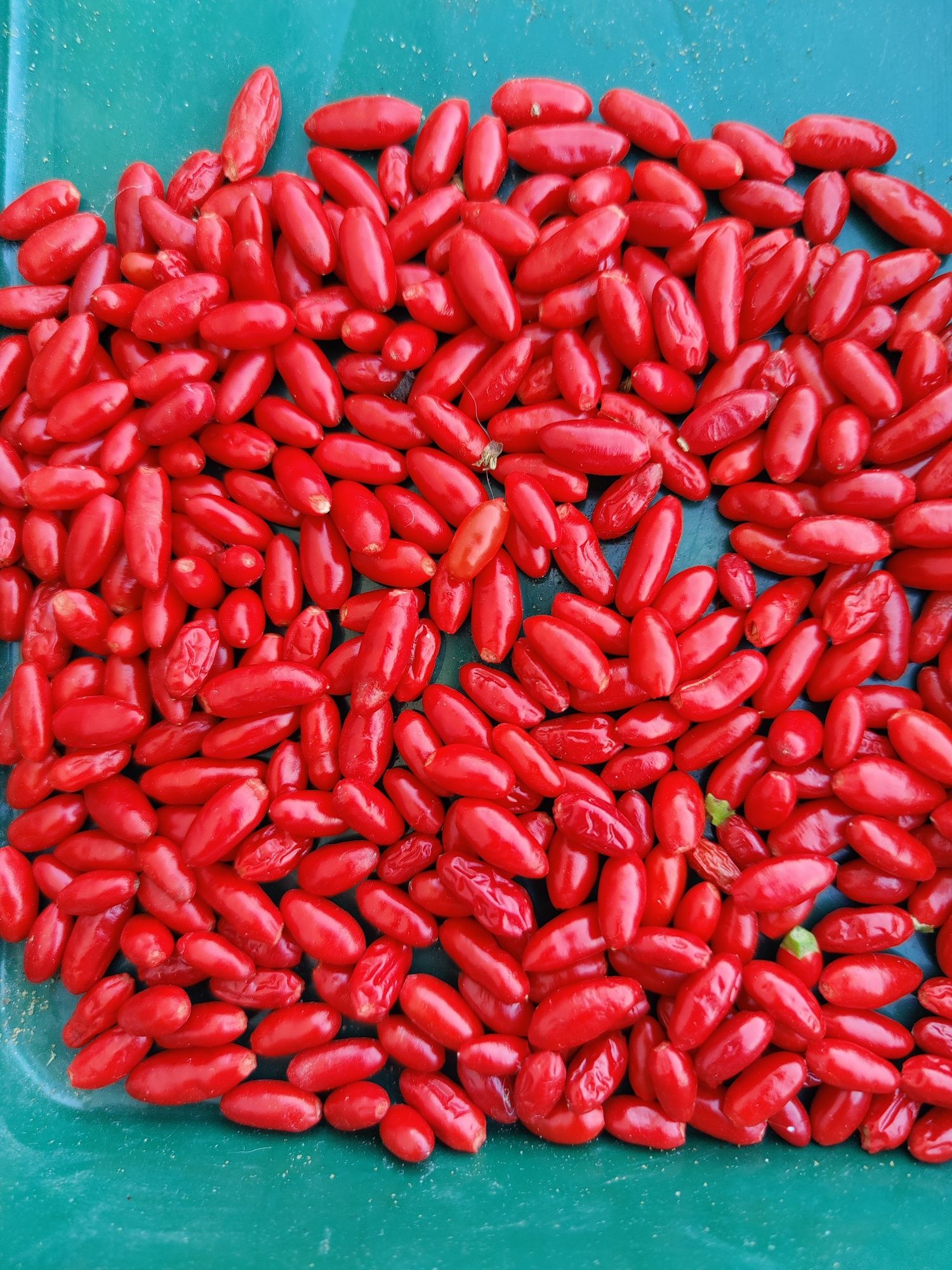 Bagas gindungo piri-piri biológico