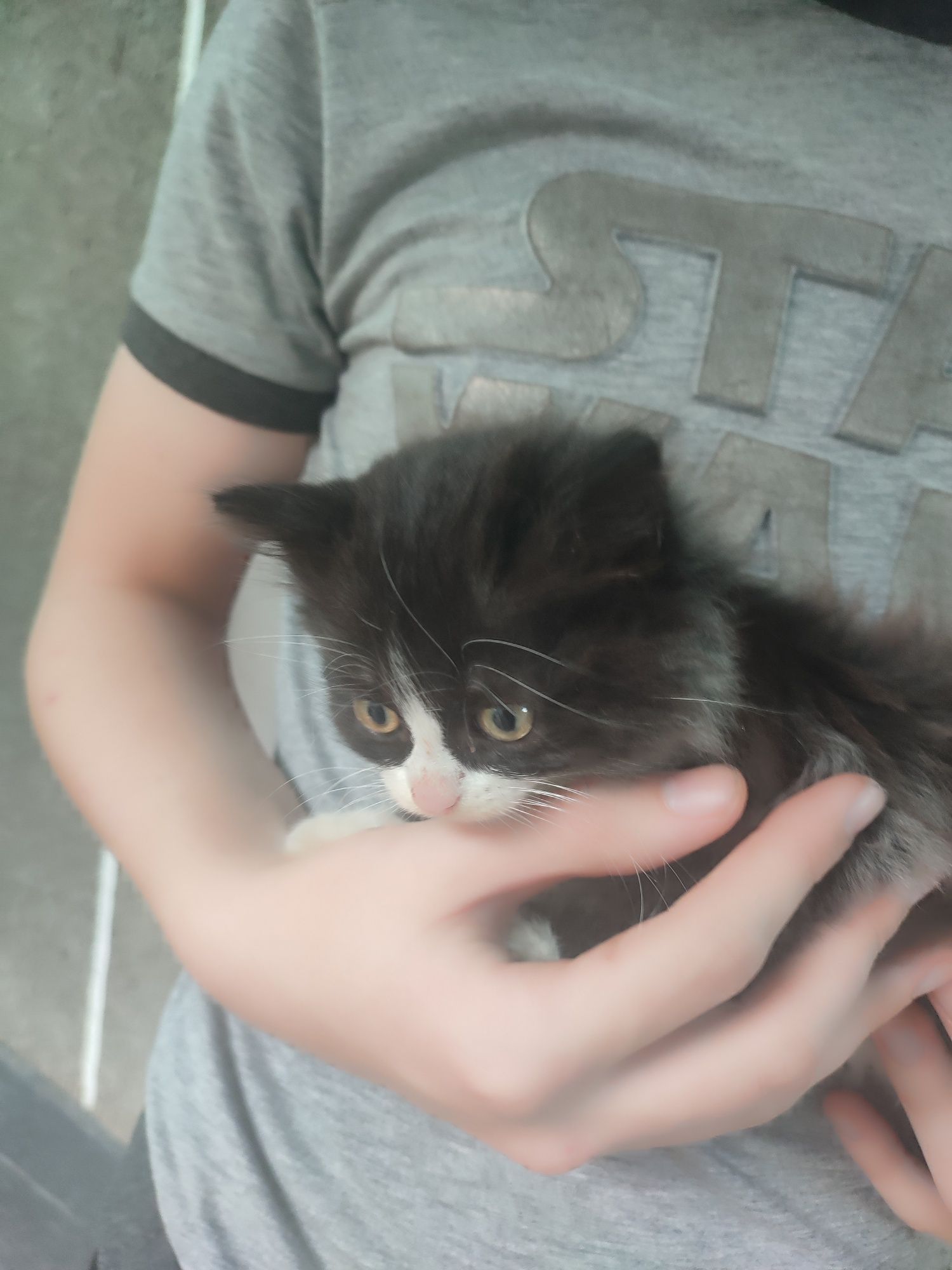 Котята пушистые бесплатно, кот кошка