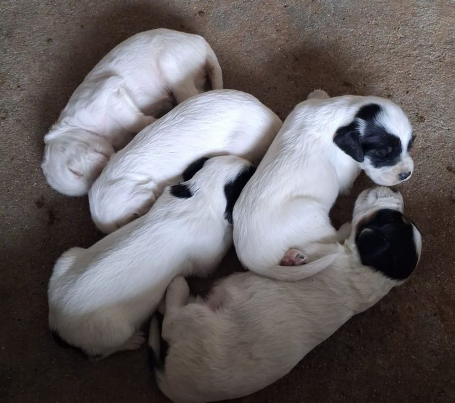 Cachorros Setter Inglês