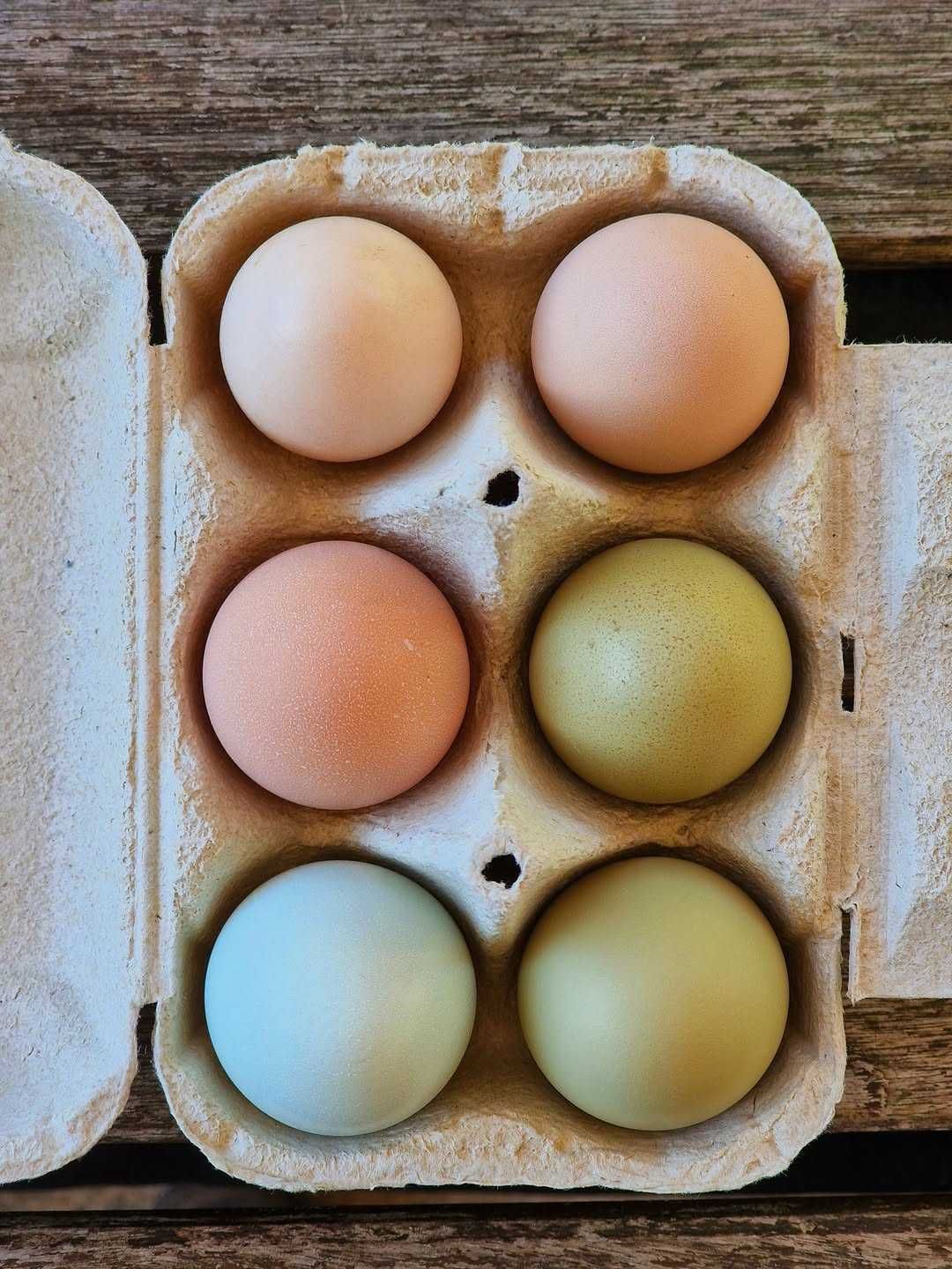 Ovos Galados - Azuis - Verdes - Cream Legbar-Barnevelder - Ayam Acemi