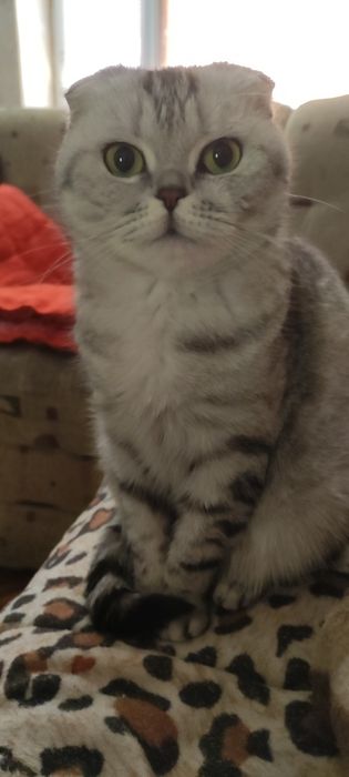 Пропала вислоухая кошка