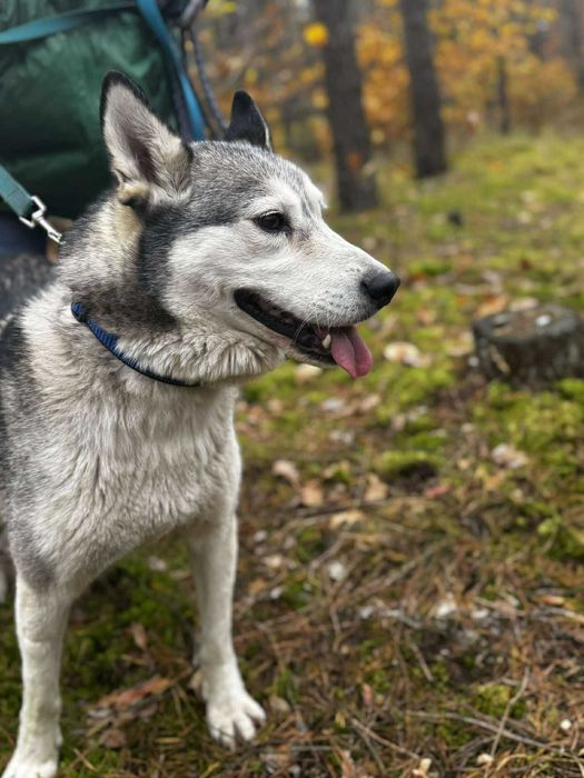 Przyjazna Luna w typie husky szuka domu