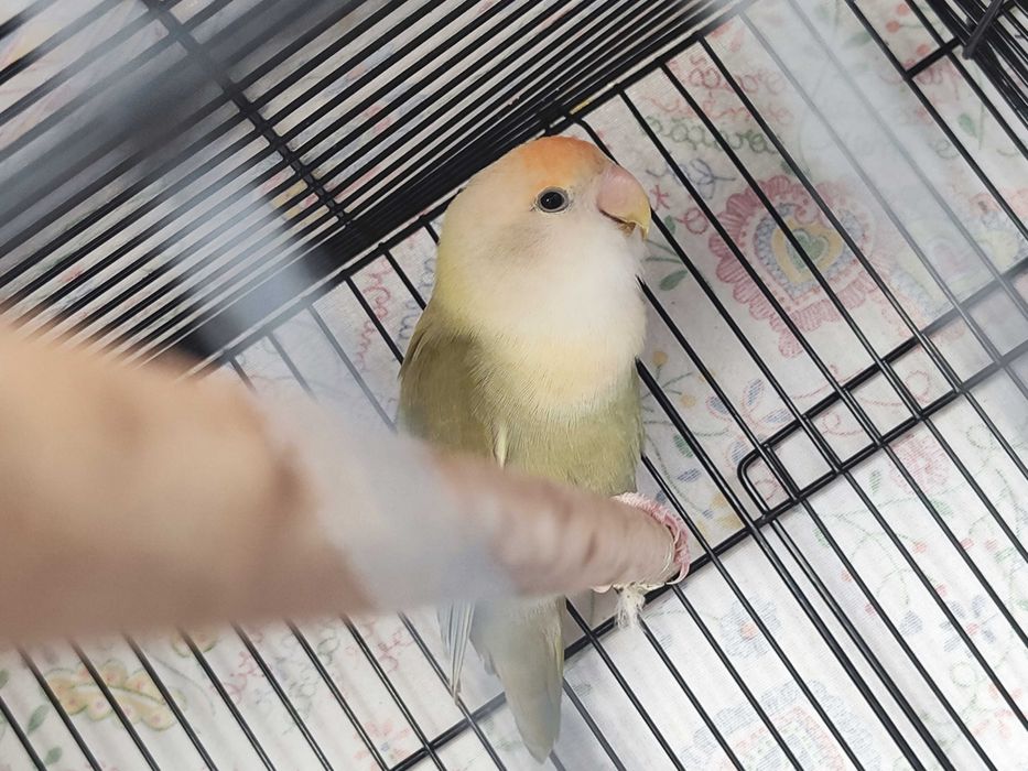 Agapornis Rosicollis